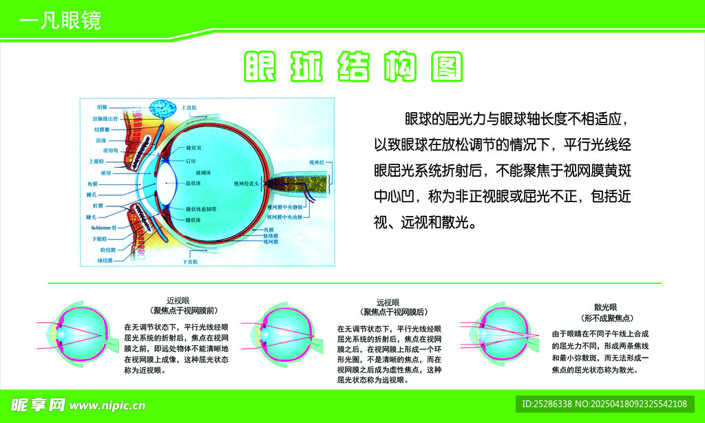 眼球结构