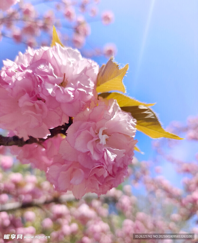 樱花