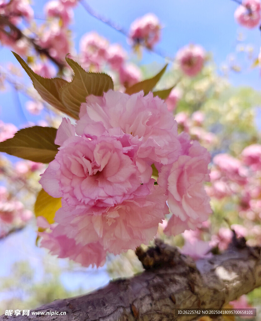 樱花