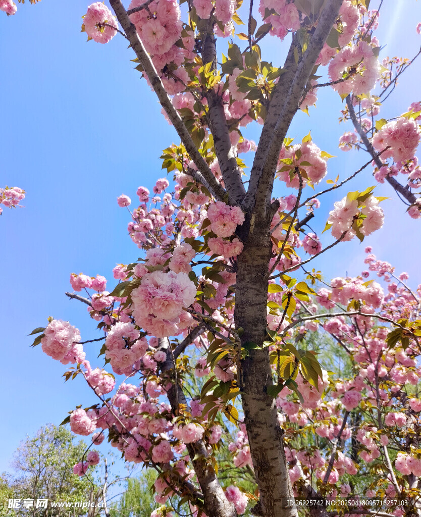 樱花