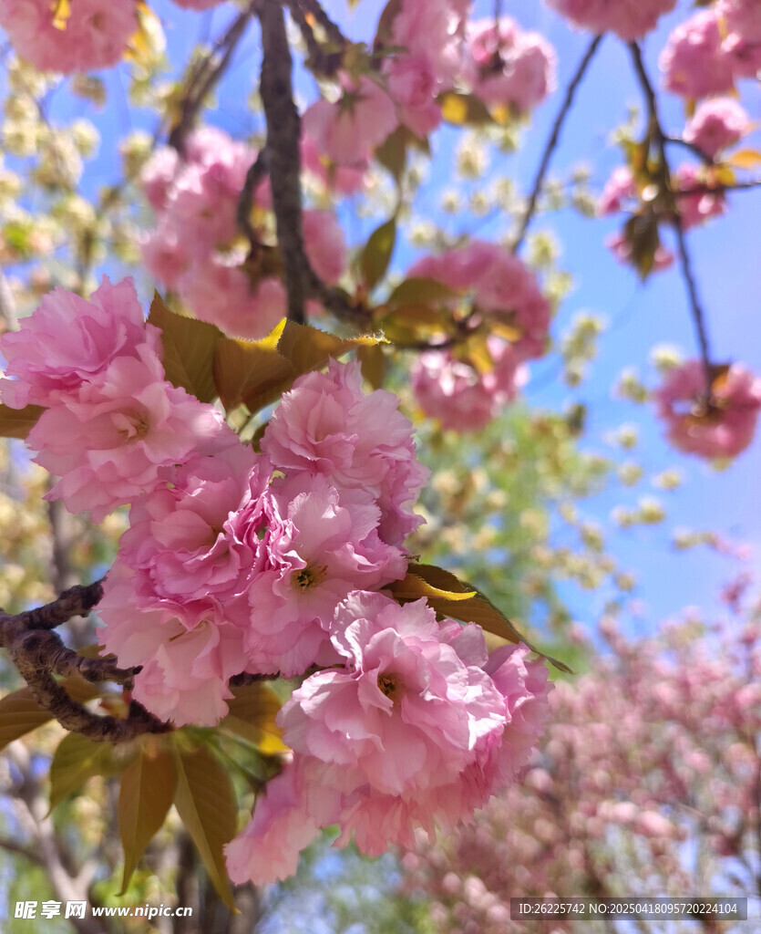 樱花