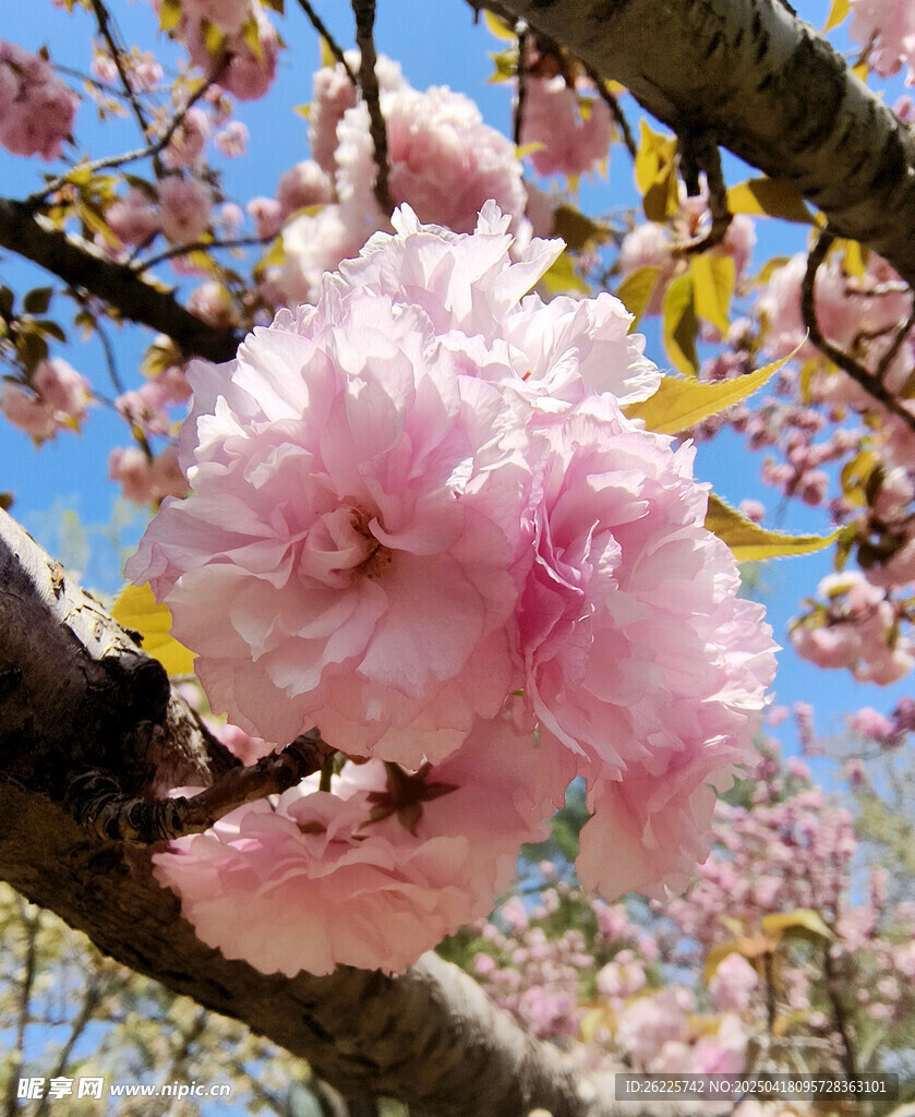 粉色的樱花