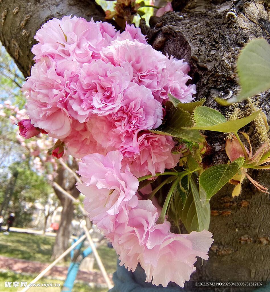 樱花