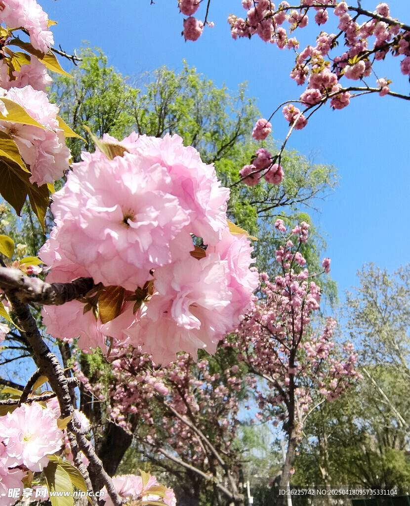 樱花