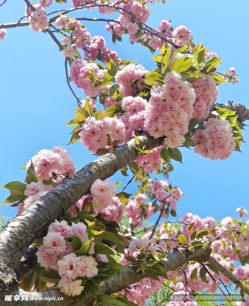 樱花