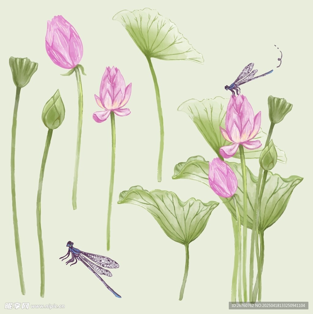 水墨风荷花蜻蜓插画