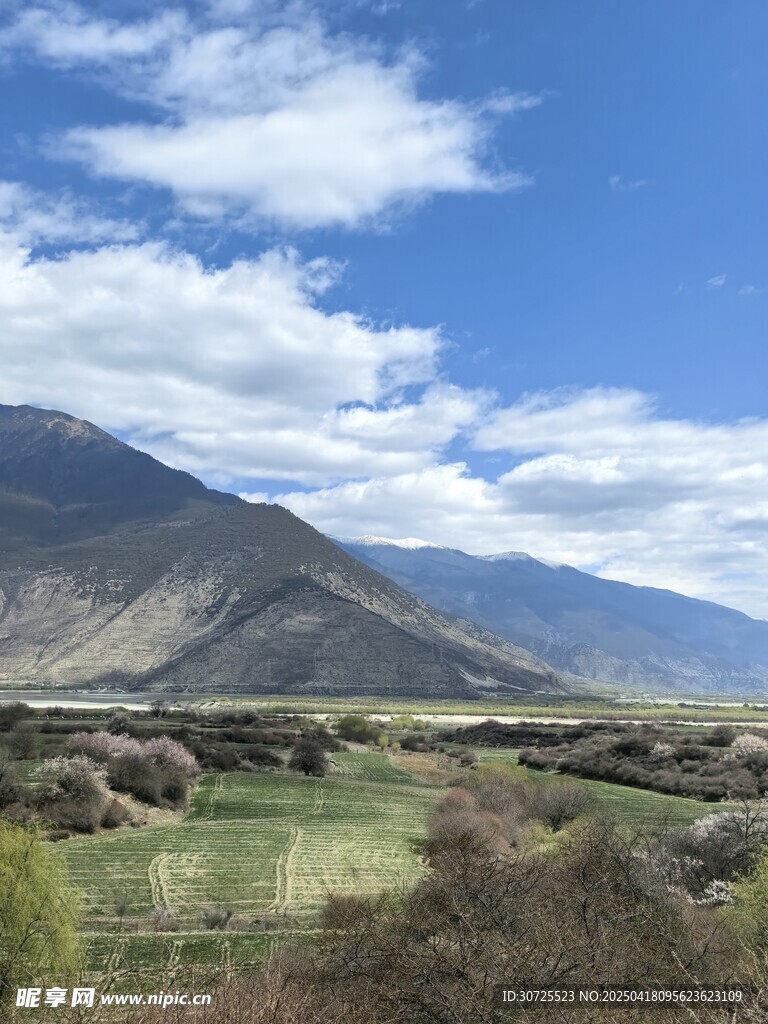 林芝桃花