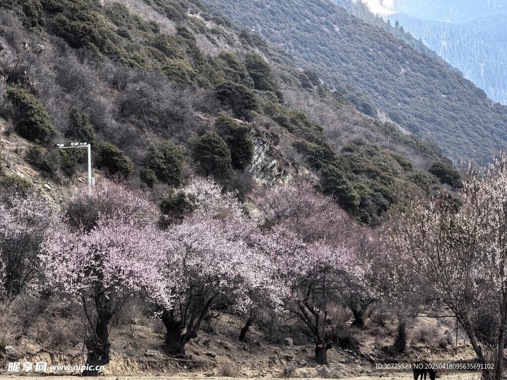 林芝桃花