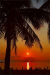 夕阳下的椰树海景