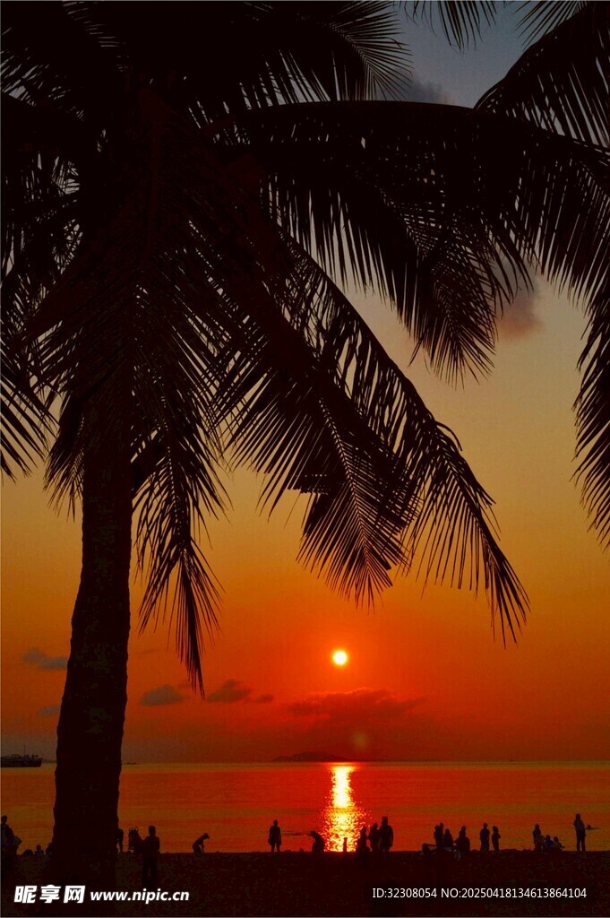 夕阳下的椰树海景