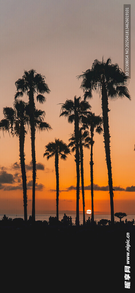 夕阳下的棕榈树美景