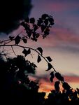 夕阳下的枝叶剪影