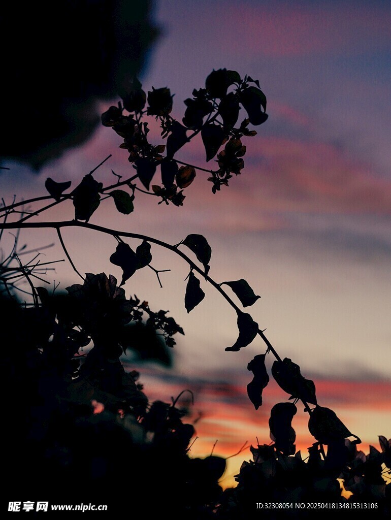 夕阳下的枝叶剪影