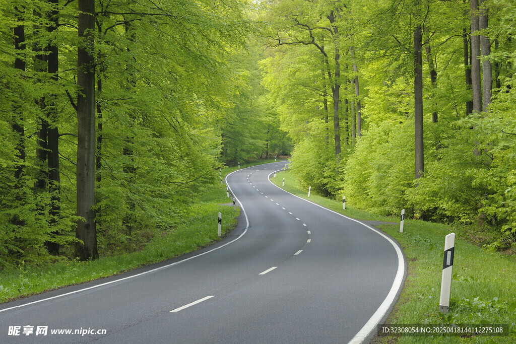 林间蜿蜒公路美景