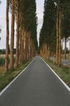林荫大道 静谧之路