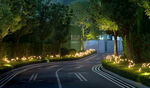 夜间林荫道路景观