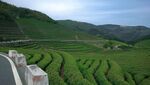 山间茶园美景