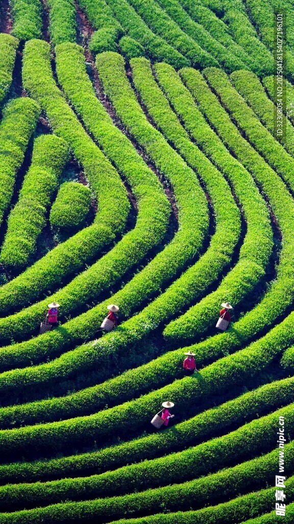 层层叠翠的美丽茶园风光