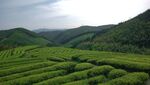 翠绿茶园山间美景