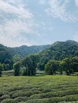 翠绿茶园与远山美景