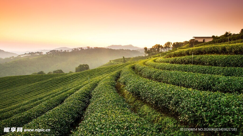 晨曦下的翠绿茶园美景