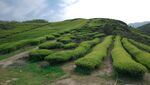 层层叠翠的山间茶园