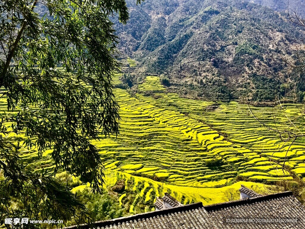 金黄梯田与青山绿树美景