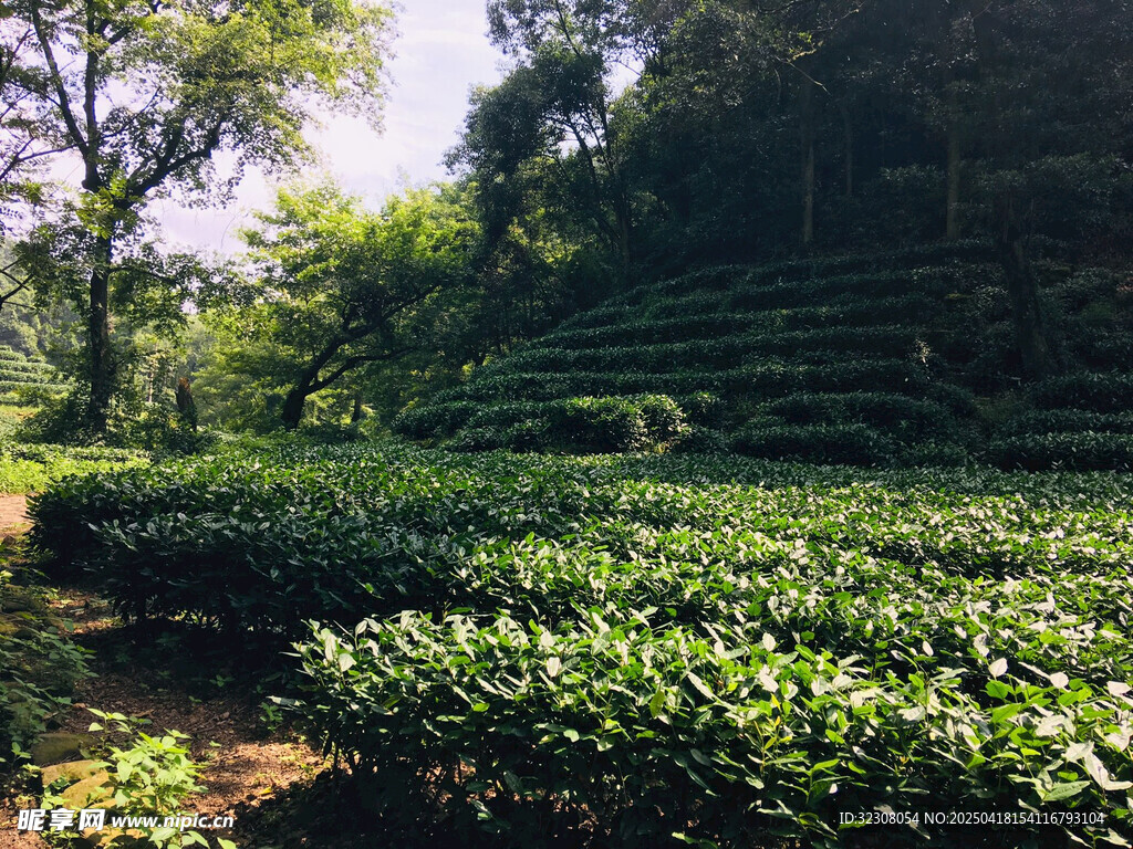 山间茶园绿意盎然