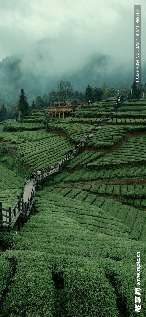 云雾缭绕的翠绿梯田美景