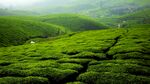 翠绿茶园美景