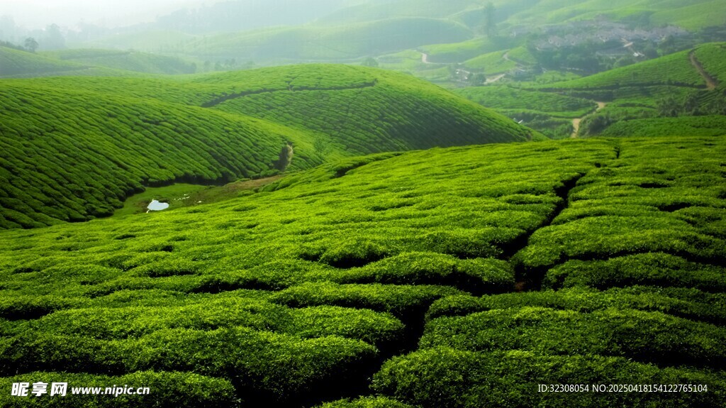 翠绿茶园美景