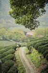山间茶园美景