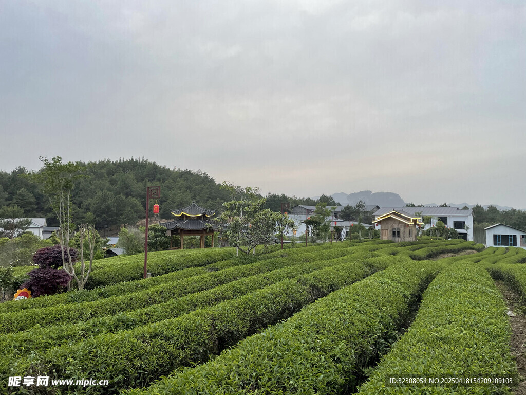 翠绿茶园与远处村落风光