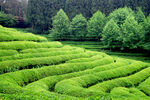 翠绿梯田茶园美景
