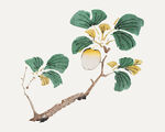 枝头绿叶黄果中式插画