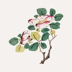 中式花卉手绘插画