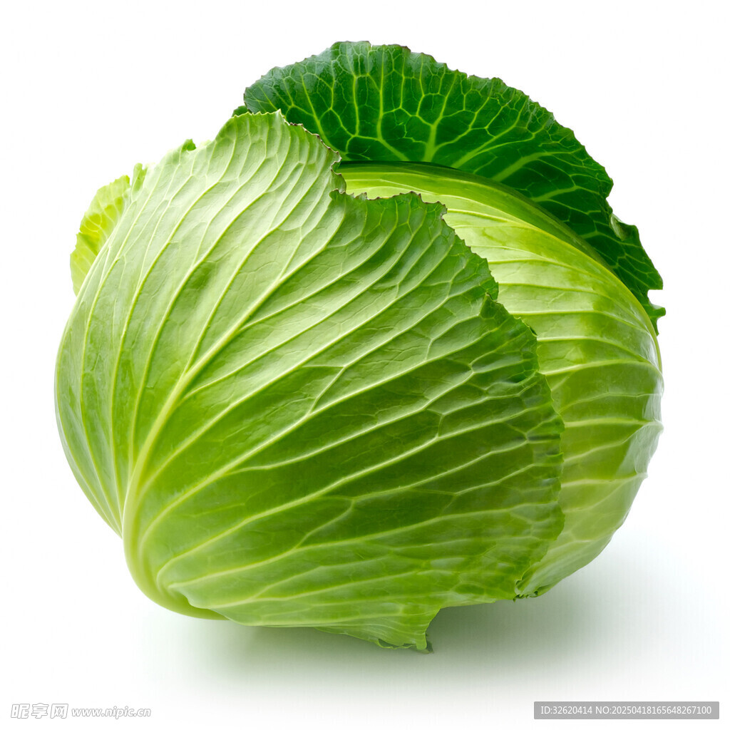 圆白菜