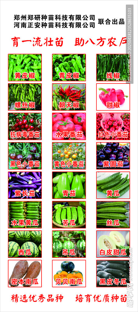 多样新鲜蔬菜展示