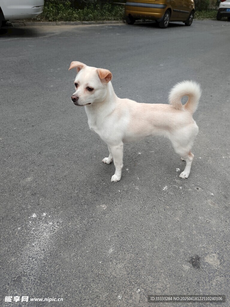 路边站立的可爱白色小狗