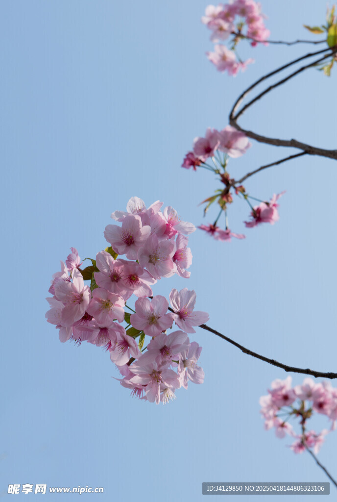 粉嫩樱花
