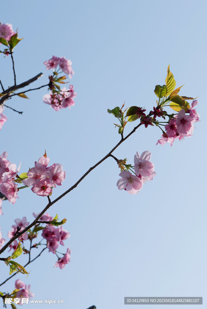樱花