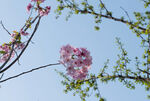 烂漫花枝