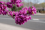 紫花