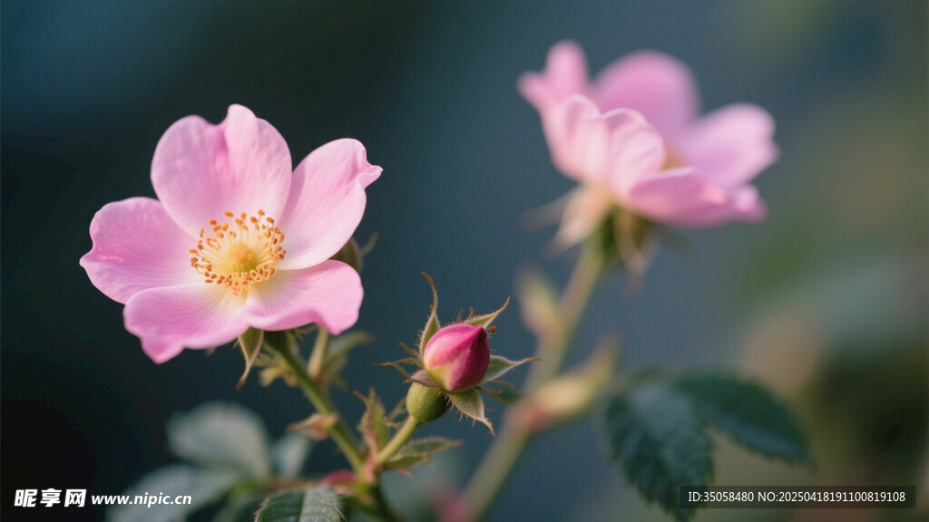 金樱子花