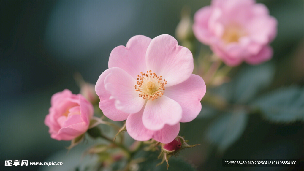 金樱子花