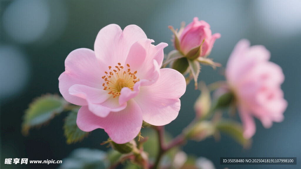 金樱子花