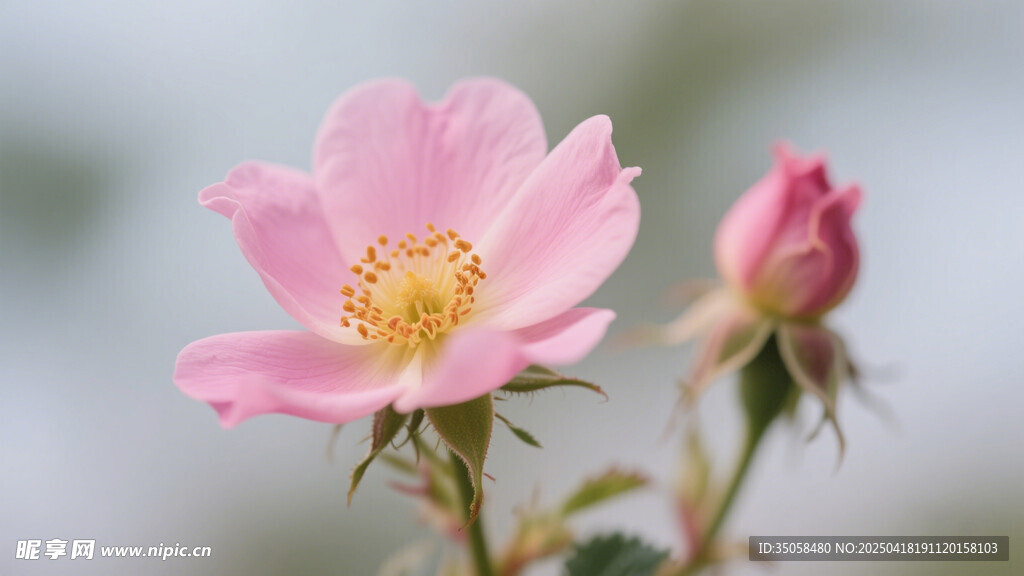金樱子花