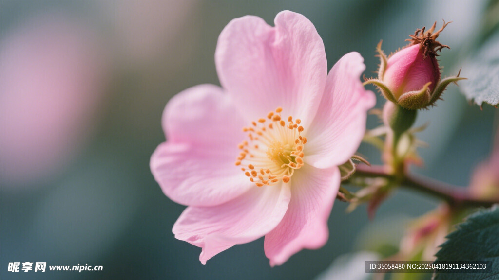 金樱子花