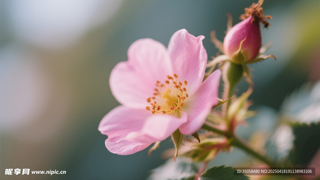 金樱子花