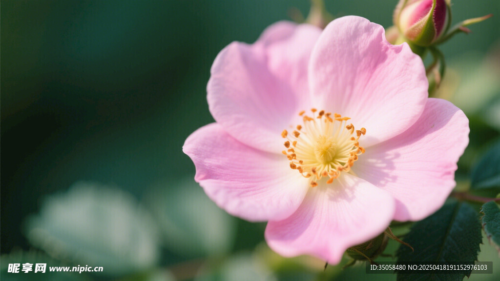 金樱子花